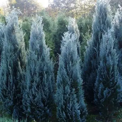 Кипарисовик ДАРТС БЛЮ РИББОН лавсона в Мозыре