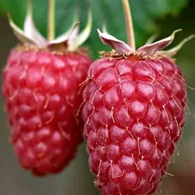 Малина РУБИНОВОЕ ОЖЕРЕЛЬЕ в Мозыре