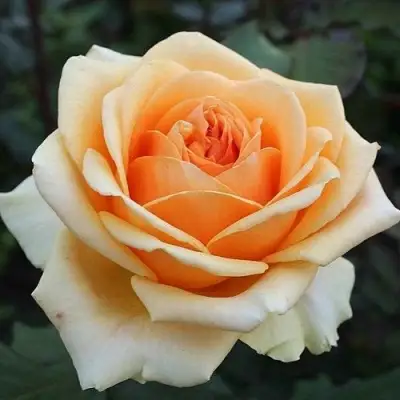 Роза ГЕЙША чайно-гибридная в Мозыре