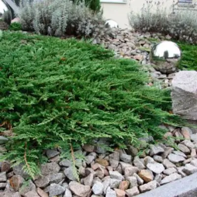 Можжевельник ПРИНЦ ОФ УЭЛЬС горизонтальный в Мозыре