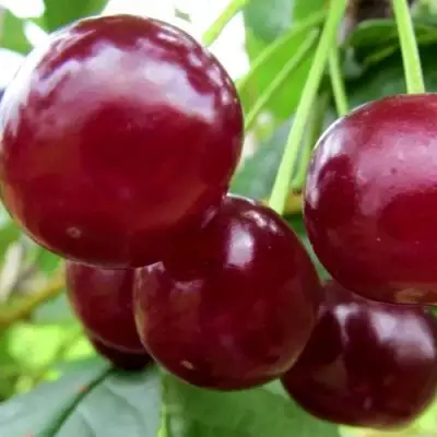 Вишня ГРИОТ БЕЛОРУССКИЙ в Мозыре