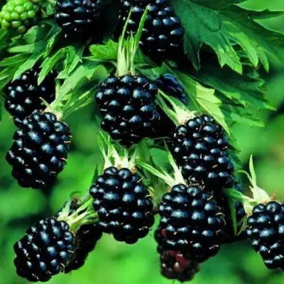 Ежевика КИТАНИНИ бесшипная  в Мозыре