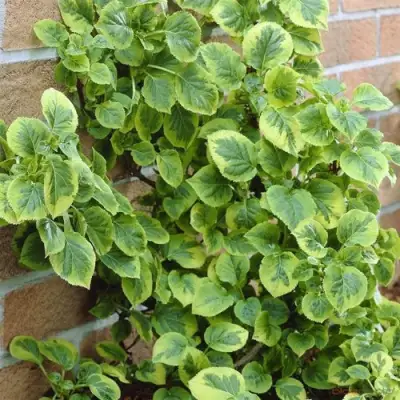 Гортензия МИРАНДА черешковая в Мозыре