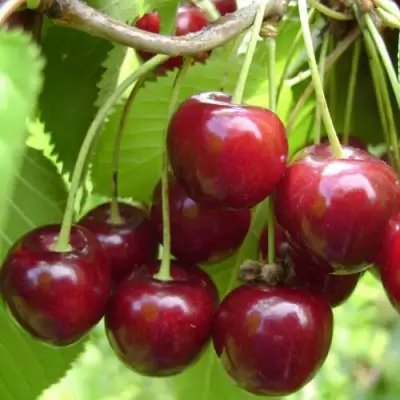 Вишня ХАРИТОНОВСКАЯ в Мозыре