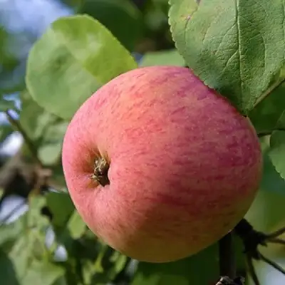 Яблоня МЕЛБА в Мозыре