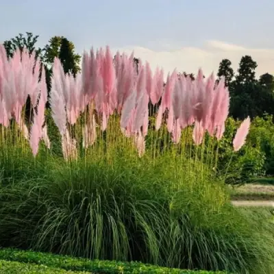 Кортадерия розовая (пампасная трава) в Мозыре