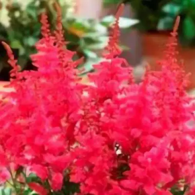 Астильба ЮНИК КАРМИН гибридная в Мозыре