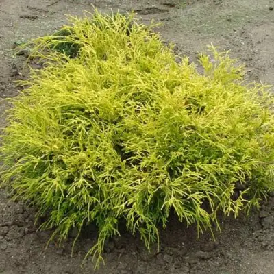 Кипарисовик ГОЛДЕН МОП горохоплодный в Мозыре