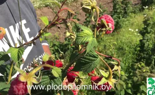 Превью видео