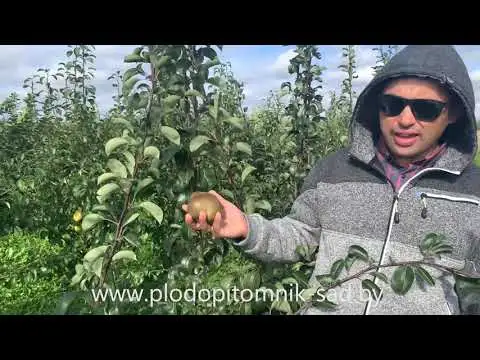 Превью видео