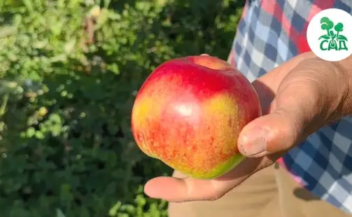 Превью видео