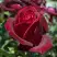 Роза ПАПА МЕЙЯН чайно-гибридная в Мозыре