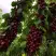 Черешня ХЕЛЕНА колоновидная в Мозыре