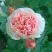 Роза ФИЛИНГ чайно-гибридная в Мозыре