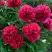 Пион БЕЛГРАВИЯ травянистый в Мозыре