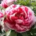 Пион РЕД ВИЗ ПИНК древовидный в Мозыре