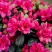 Азалия КАНЗОНЕТТА японская в Мозыре