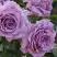 Роза ЛАВ СОНГ флорибунда в Мозыре