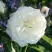Роза АЛАБАСТЕР флорибунда в Мозыре