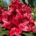 Рододендрон МАТАДОР в Мозыре