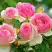 Роза ПЬЕР ДЕ РОНСАР плетистая в Мозыре