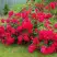Роза РАДОСТЬ САДОВНИКА (ГАРТЕН ФРОЙДЕ) почвопокровная в Мозыре