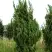 Можжевельник КАЙЗУКА китайский в Мозыре