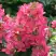 Гортензия МЕГА МИНДИ метельчатая в Мозыре