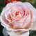 Роза АНДРЕ ЛЕ НОТР чайно-гибридная в Мозыре