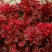 Барбарис РЕД ХОТ ЧИЛИ тунберга в Мозыре