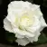 Роза МОНДИАЛЬ чайно-гибридная в Мозыре