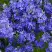 Вероника РОЯЛ БЛЮ большая в Мозыре