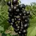 Смородина чёрная ВИНОГРАДНАЯ в Мозыре