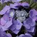 Гортензия БЛАУМАЙС (БЛАУМАЙЗЕ) крупнолистная в Мозыре