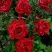 Роза РЕД ИНТУИШН чайно-гибридная в Мозыре