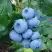 Голубика ТОРО в Мозыре