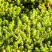 Очиток (седум) ЙЕЛЛОУ КВИН едкий в Мозыре