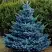 Ель МАДЖЕСТИК БЛЮ колючая в Мозыре