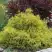 Кипарисовик ГОЛДЕН МОП горохоплодный в Мозыре