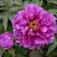 Пион ЛИЛОВАЯ ФАНТАЗИЯ древовидный в Мозыре