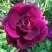 Роза БУРГУНДИ АЙС флорибунда в Мозыре