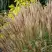 Мискантус КЛЯЙН СИЛЬБЕРСПАЙН китайский  в Мозыре