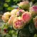 Роза ПИТАХАЙЯ чайно-гибридная в Мозыре