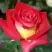 Роза ФРЕНДШИП чайно-гибридная в Мозыре