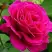 Роза МАЛИНОВЫЙ ЗВОН чайно-гибридная в Мозыре