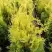 Туя ГОЛДЕН БРАБАНТ западная в Мозыре
