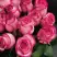 Роза КАРУСЕЛЬ чайно-гибридная в Мозыре