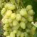 Виноград ЗАРНИЦА в Мозыре