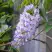 Глициния макростахия БЛЮ МУН в Мозыре