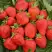 Клубника САН АНДРЕАС ремонтантная в Мозыре